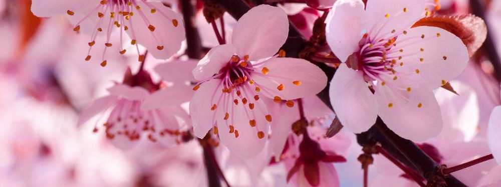 cherry blossom