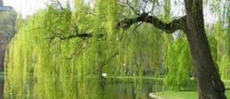 willow tree