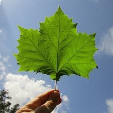 sycamore tree