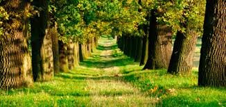 oak banner1