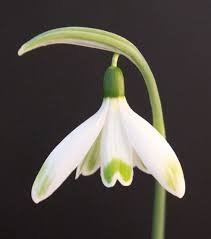 BULB SHOW 2019