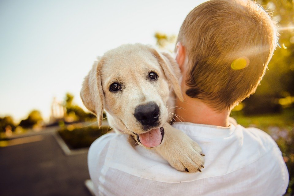 Boy and Dog